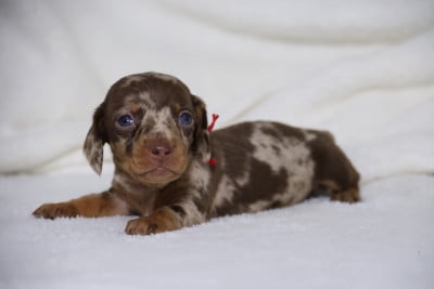 Les chiots de Teckel poil ras