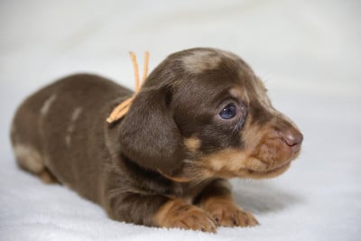Les chiots de Teckel poil ras