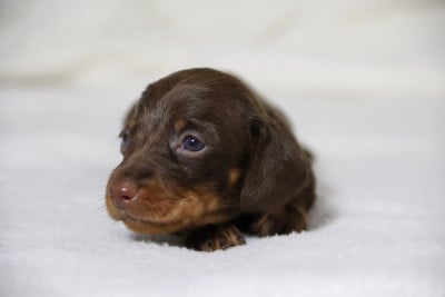 Les chiots de Teckel poil ras