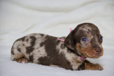 Les chiots de Teckel poil ras