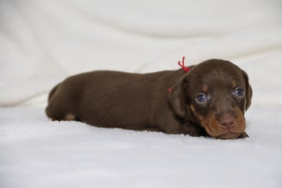 Les chiots de Teckel poil ras