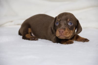 Les chiots de Teckel poil ras