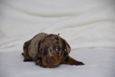 Les chiots de Teckel poil ras