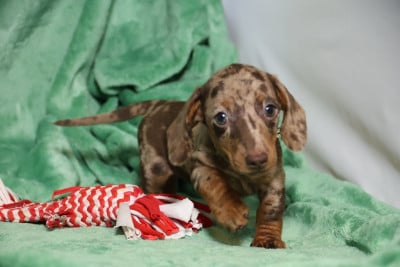 Les chiots de Teckel poil ras