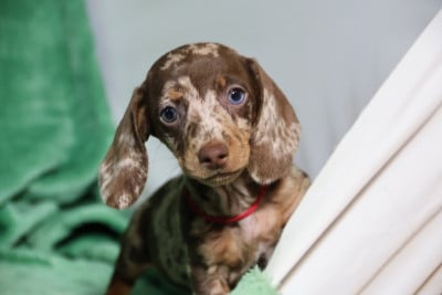 Les chiots de Teckel poil ras