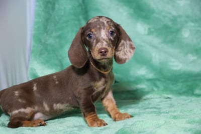 Les chiots de Teckel poil ras