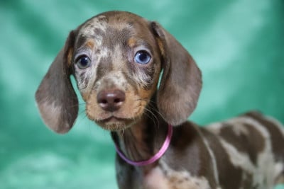 Les chiots de Teckel poil ras