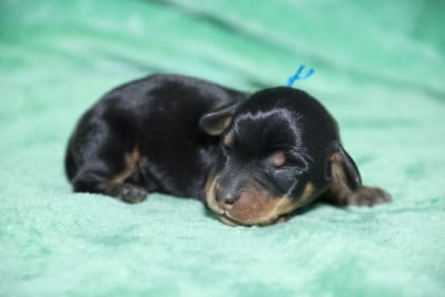 Les chiots de Teckel poil dur