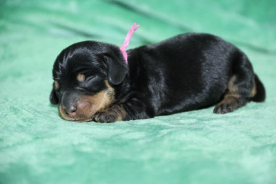 Les chiots de Teckel poil dur