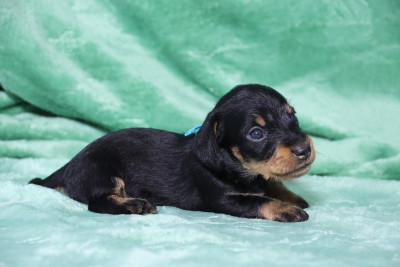 Les chiots de Teckel poil dur