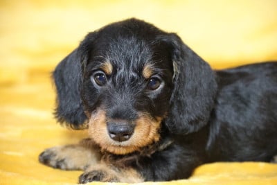 Les chiots de Teckel poil dur