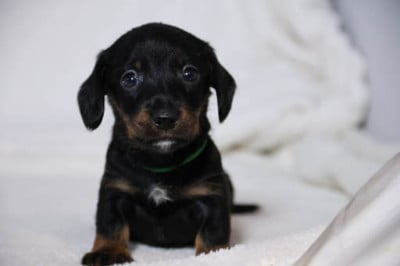 Les chiots de Teckel poil dur
