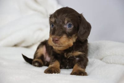 Les chiots de Teckel poil dur