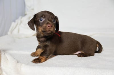 Les chiots de Teckel poil dur