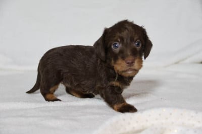 Les chiots de Teckel poil dur