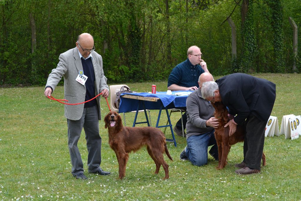 TR. CH. Isis de la flache du pont - 1er Excellent RCACB