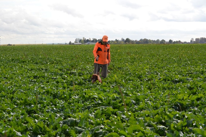 TR. CH. Isis de la flache du pont - TRES BON SOLO