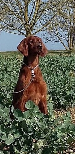 TR. CH. Isis de la flache du pont - EXCELLENT