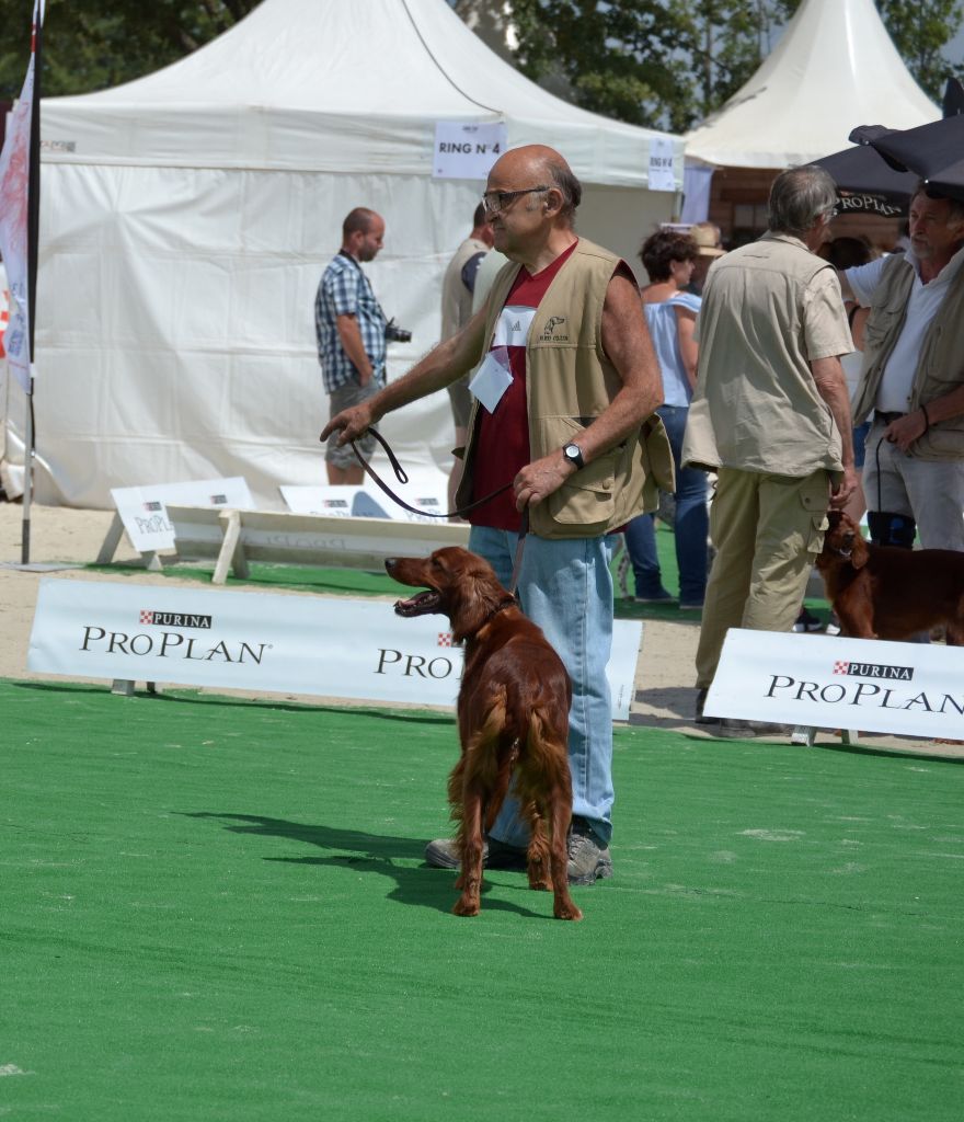 TR. CH. Isis de la flache du pont - Excellent Meilleur Femelle