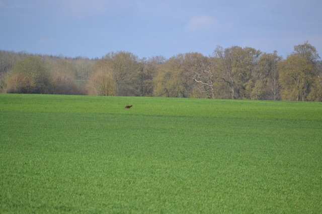 TR. CH. Isis de la flache du pont - 2° Excellent