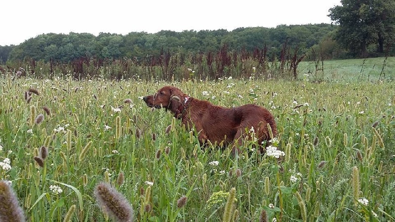 TR. CH. Isis de la flache du pont - CACT SOLO