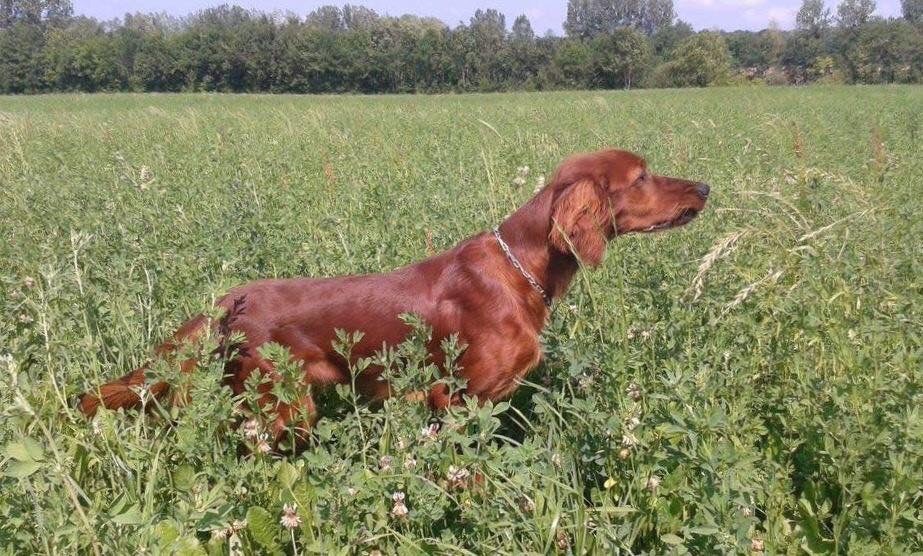 TR. CH. Isis de la flache du pont - 4 éme très bon