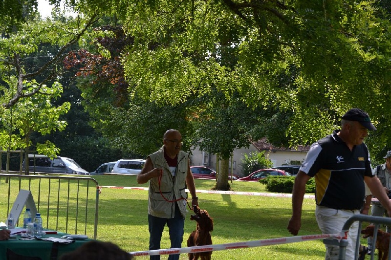 TR. CH. Isis de la flache du pont - Excellent classe jeune femelle