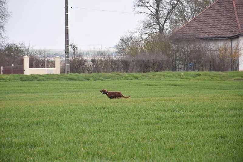 TR. CH. Isis de la flache du pont - 2eme EXCELLENT