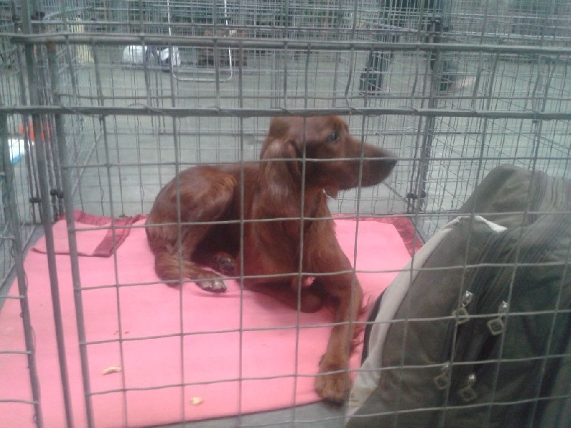 TR. CH. Isis de la flache du pont - 1er Excellent en classe travail