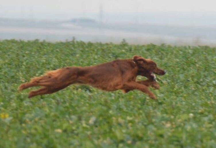 TR. CH. Isis de la flache du pont - 3 éme très bon