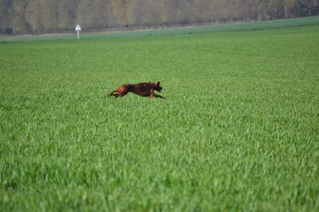 TR. CH. Isis de la flache du pont - 2° Excellent