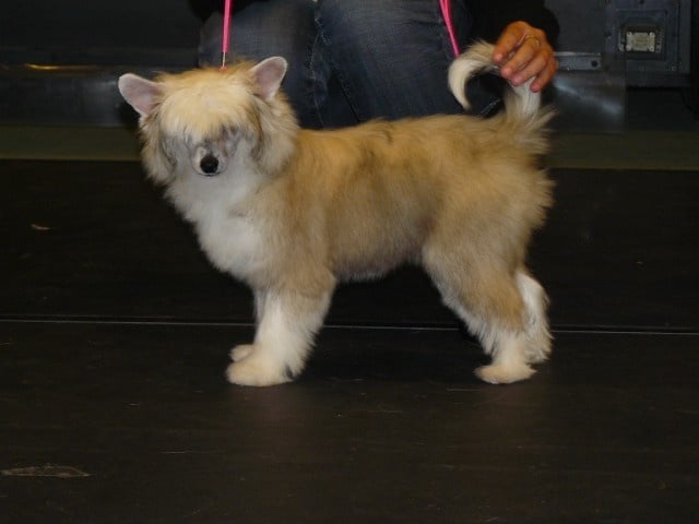 Irina Little Champs - 4TP