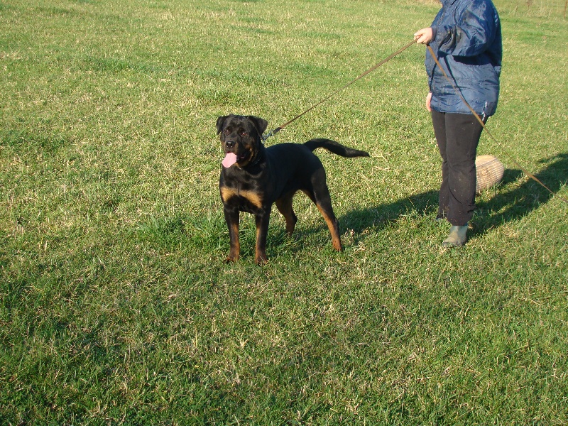 Dolce du Clan des Bouviers de Rottweil