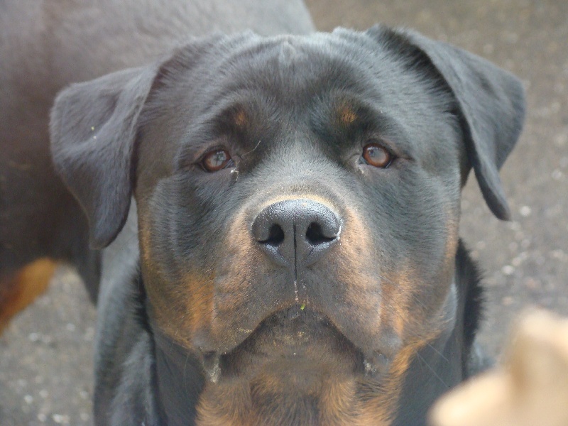 Dolce du Clan des Bouviers de Rottweil