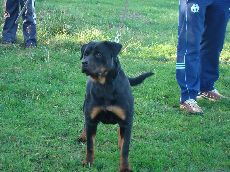 Dolce du Clan des Bouviers de Rottweil