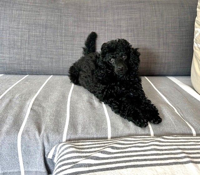 Amaia black du clos chanturgue