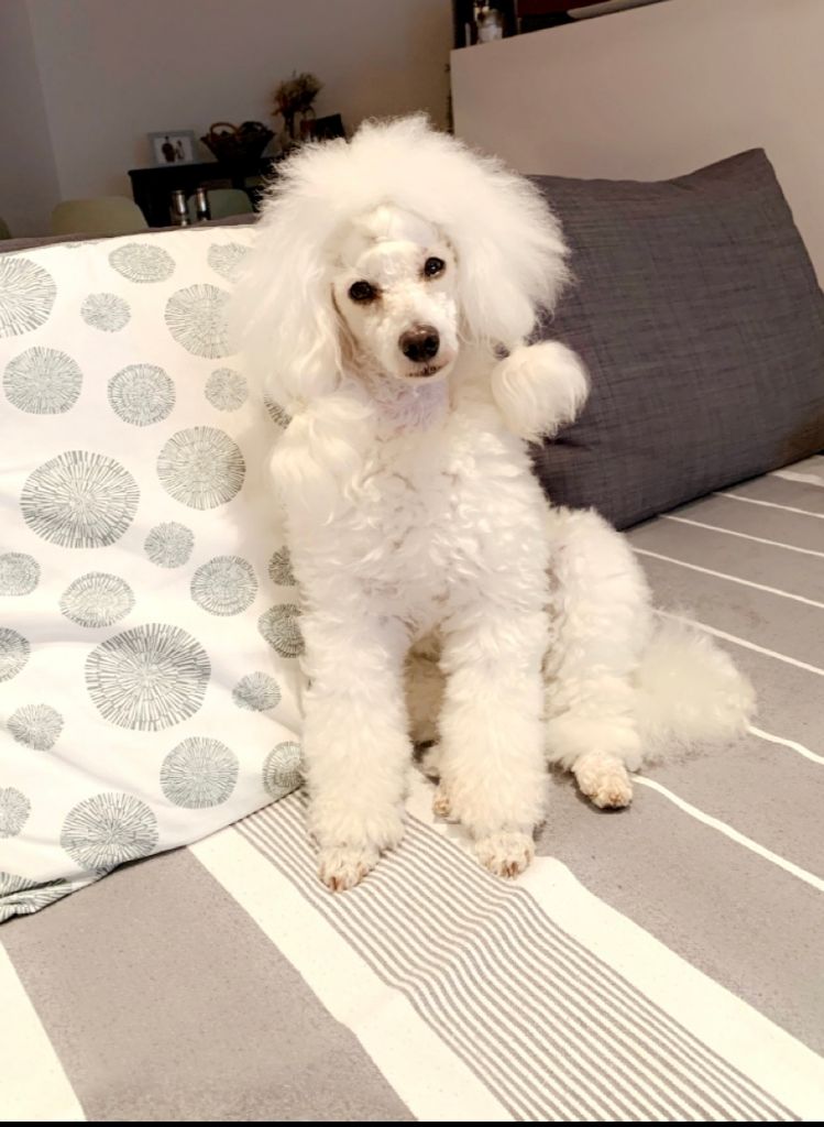 Raison d' être dite raquel du bois de Morchène