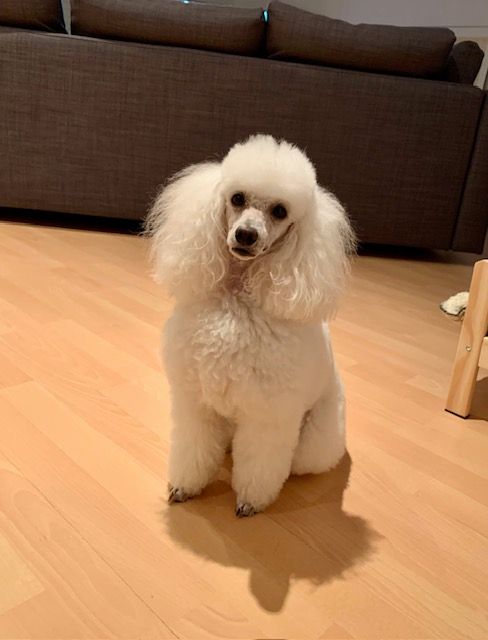 Raison d' être dite raquel du bois de Morchène