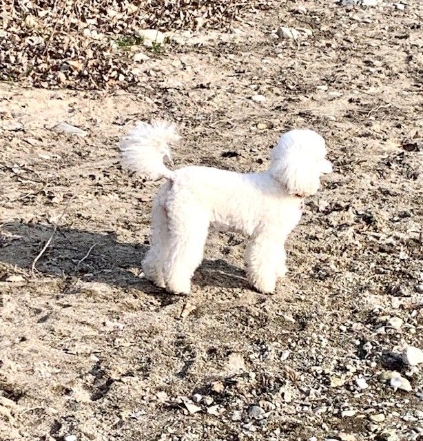 Raison d' être dite raquel du bois de Morchène