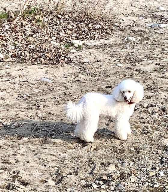 Raison d' être dite raquel du bois de Morchène