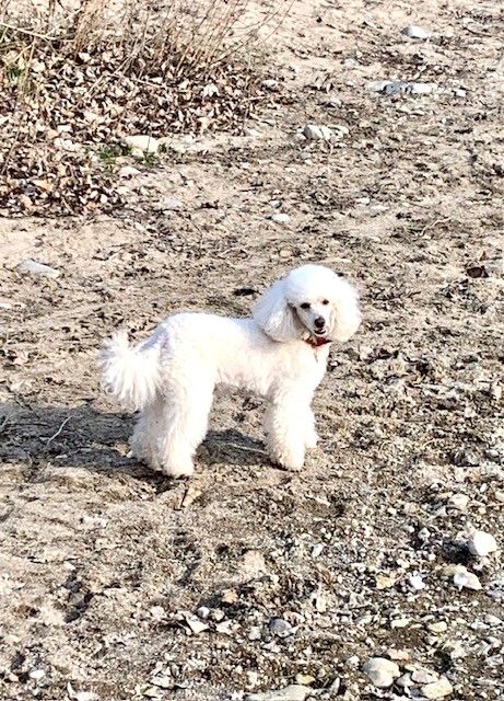 Raison d' être dite raquel du bois de Morchène