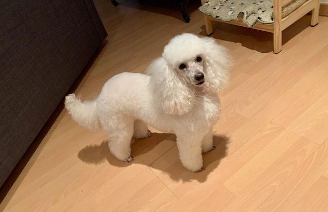 Raison d' être dite raquel du bois de Morchène