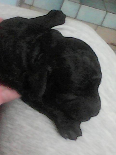 Amaia black du clos chanturgue