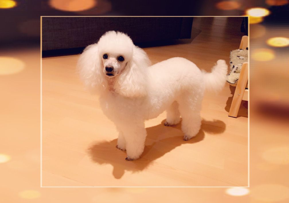 Raison d' être dite raquel du bois de Morchène