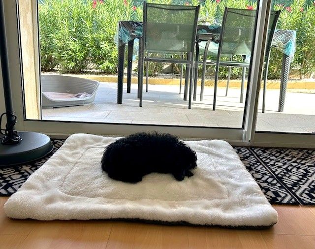 Amaia black du clos chanturgue