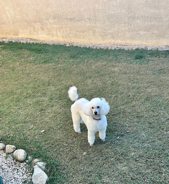 Raison d' être dite raquel du bois de Morchène