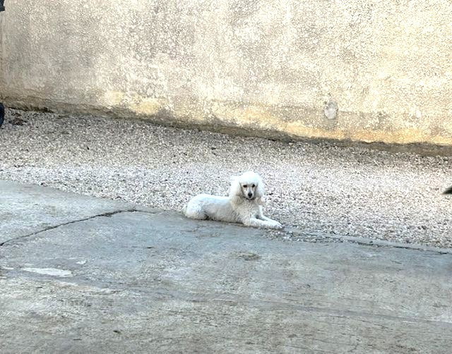 Raison d' être dite raquel du bois de Morchène