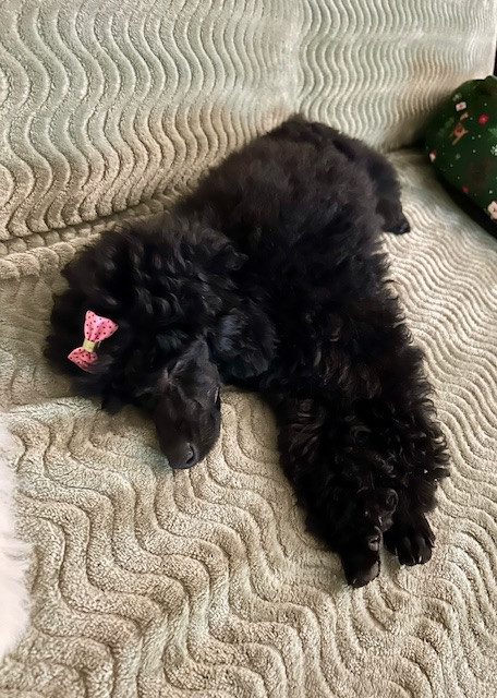 Amaia black du clos chanturgue