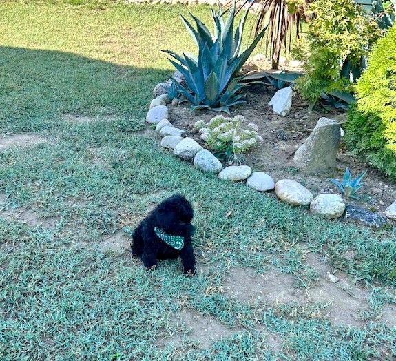 Amaia black du clos chanturgue