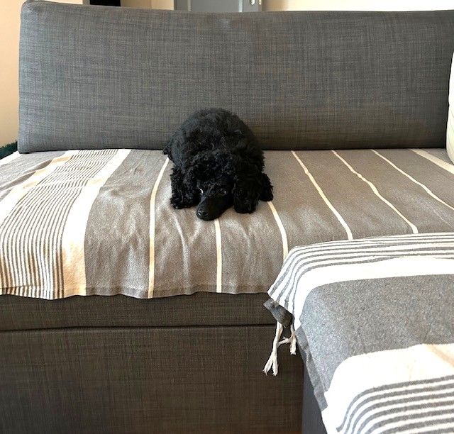 Amaia black du clos chanturgue